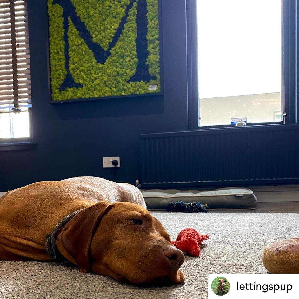 Visit_WestEnd's tweet photo. Macleod Letting is an award winning residential letting company in Ruthven Lane. See list of services their website: https://t.co/lFY6afcN8N
D’arcy is the official dog of Macleod Lettings!
📷 @lettingspup @macleodlettings
#officedogs #lettingspup #macleodlettings #Glasgow https://t.co/SJ4ErNXcSh