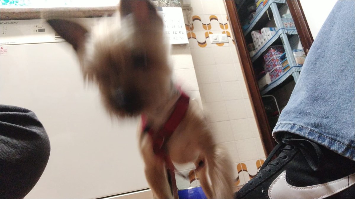 simba (jaen’s version) tweet media