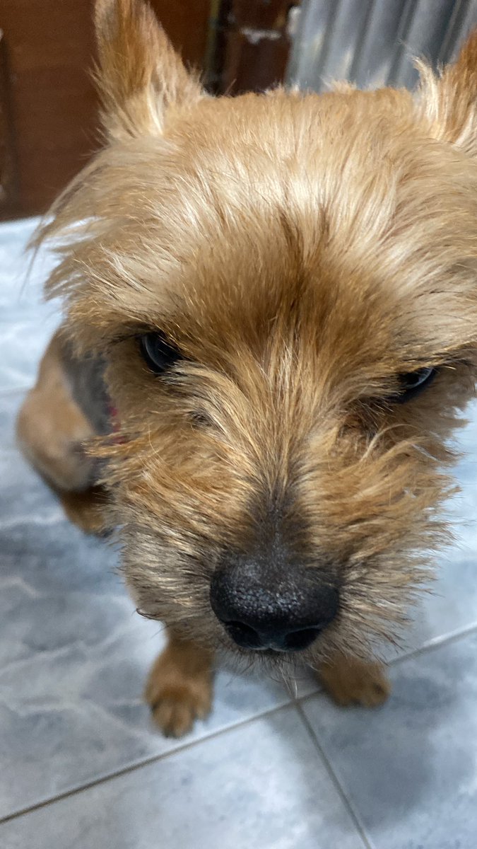simba (jaen’s version) tweet media