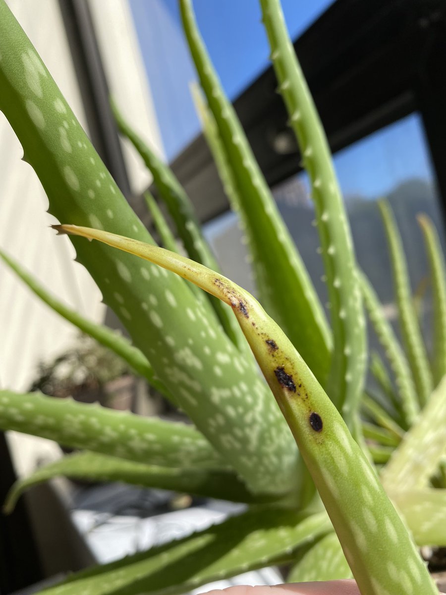 LeahBeuk's tweet photo. @Swansons #HeySwansons - just found these spots on the underside of an aloe leaf. Does this look like scale? Or something else? I have another plant that had scale recently, hoping that didn’t spread. 😕 https://t.co/i2xf2wfwK7