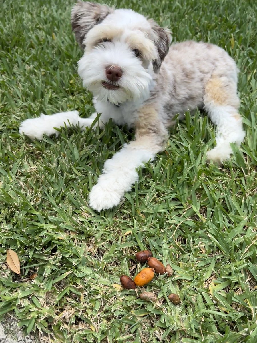 FlokiTheFizzgig's tweet photo. These are date seeds. They fell off our date palm trees. Non toxic for pups but Mum said don’t eat them. I threw it up. Then I decided maybe it was a fluke, a bad seed. Nope. I don’t like date seeds. #dogs #dogsoftwitter #FlokiFun #cute #Fizzgig #Friyay #DogsOnTwitter #badseed https://t.co/ZsuV9pyDyx
