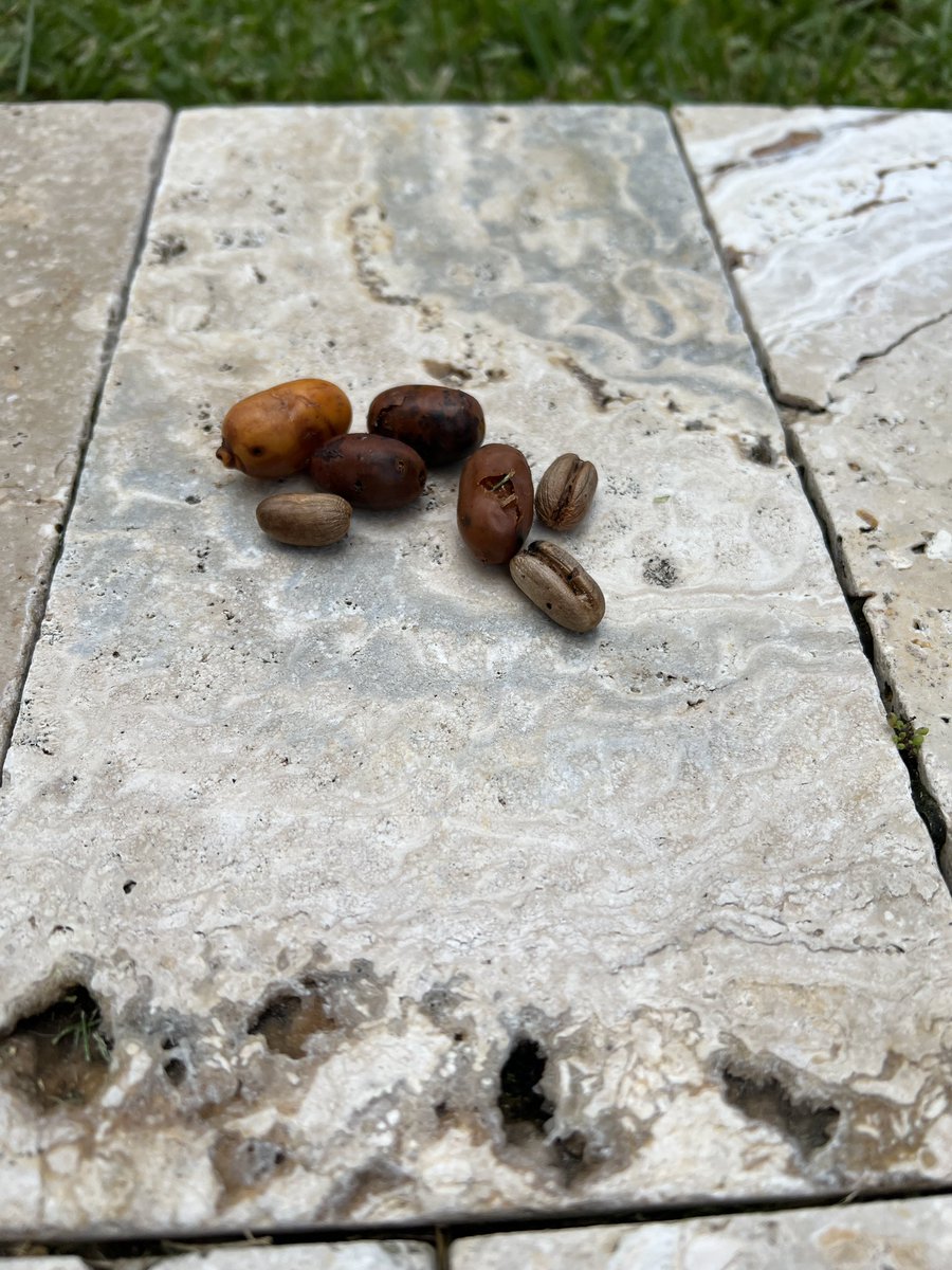 FlokiTheFizzgig's tweet photo. These are date seeds. They fell off our date palm trees. Non toxic for pups but Mum said don’t eat them. I threw it up. Then I decided maybe it was a fluke, a bad seed. Nope. I don’t like date seeds. #dogs #dogsoftwitter #FlokiFun #cute #Fizzgig #Friyay #DogsOnTwitter #badseed https://t.co/ZsuV9pyDyx