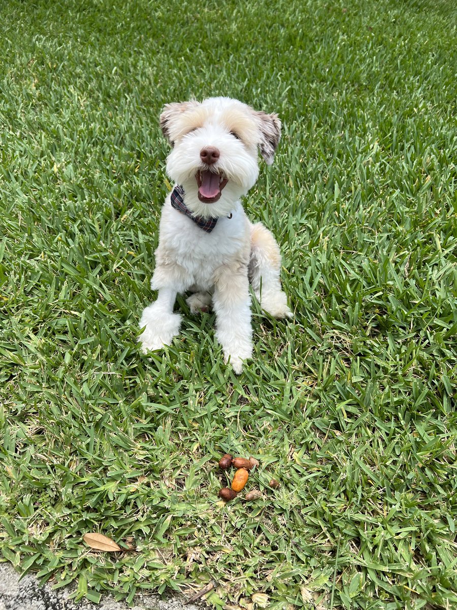 FlokiTheFizzgig's tweet photo. These are date seeds. They fell off our date palm trees. Non toxic for pups but Mum said don’t eat them. I threw it up. Then I decided maybe it was a fluke, a bad seed. Nope. I don’t like date seeds. #dogs #dogsoftwitter #FlokiFun #cute #Fizzgig #Friyay #DogsOnTwitter #badseed https://t.co/ZsuV9pyDyx