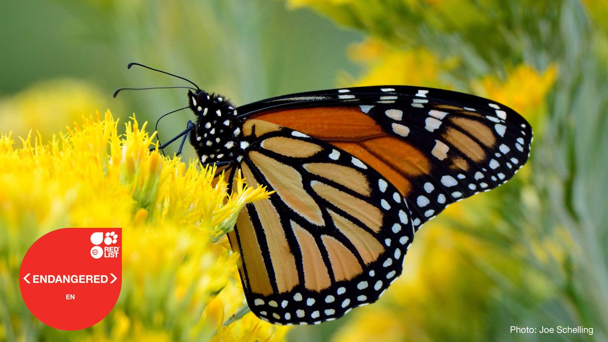IUCN (@iucn) on Twitter photo Every year migratory monarch butterflies make a spectacular 4,000-kilometre journey across the Americas.
They are now Endangered with habitat destruction and the #ClimateCrisis to blame.
Learn more in the latest <a href="/IUCNRedList/">IUCN Red List</a> Update bit.ly/3okopSI Every year migratory monarch butterflies make a spectacular 4,000-kilometre journey across the Americas.
They are now Endangered with habitat destruction and the #ClimateCrisis to blame.
Learn more in the latest <a href="/IUCNRedList/">IUCN Red List</a> Update bit.ly/3okopSI