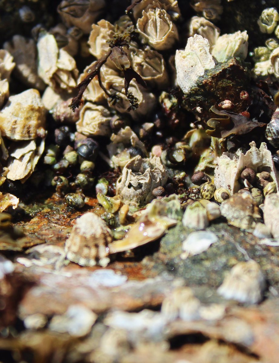 bickell_andrew's tweet photo. Seeing is believing! Incredible day helping @CarterBurtlake with his project studying how mortalities of Acorn barnacles construct microhabitats for small invertebrates. Been hearing about this project for 9 months but one day in the field has me stoked! https://t.co/zOsgoTty9M