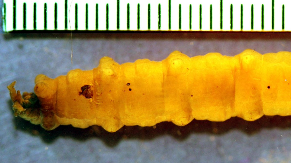 Illinois RiverWatch tweet media