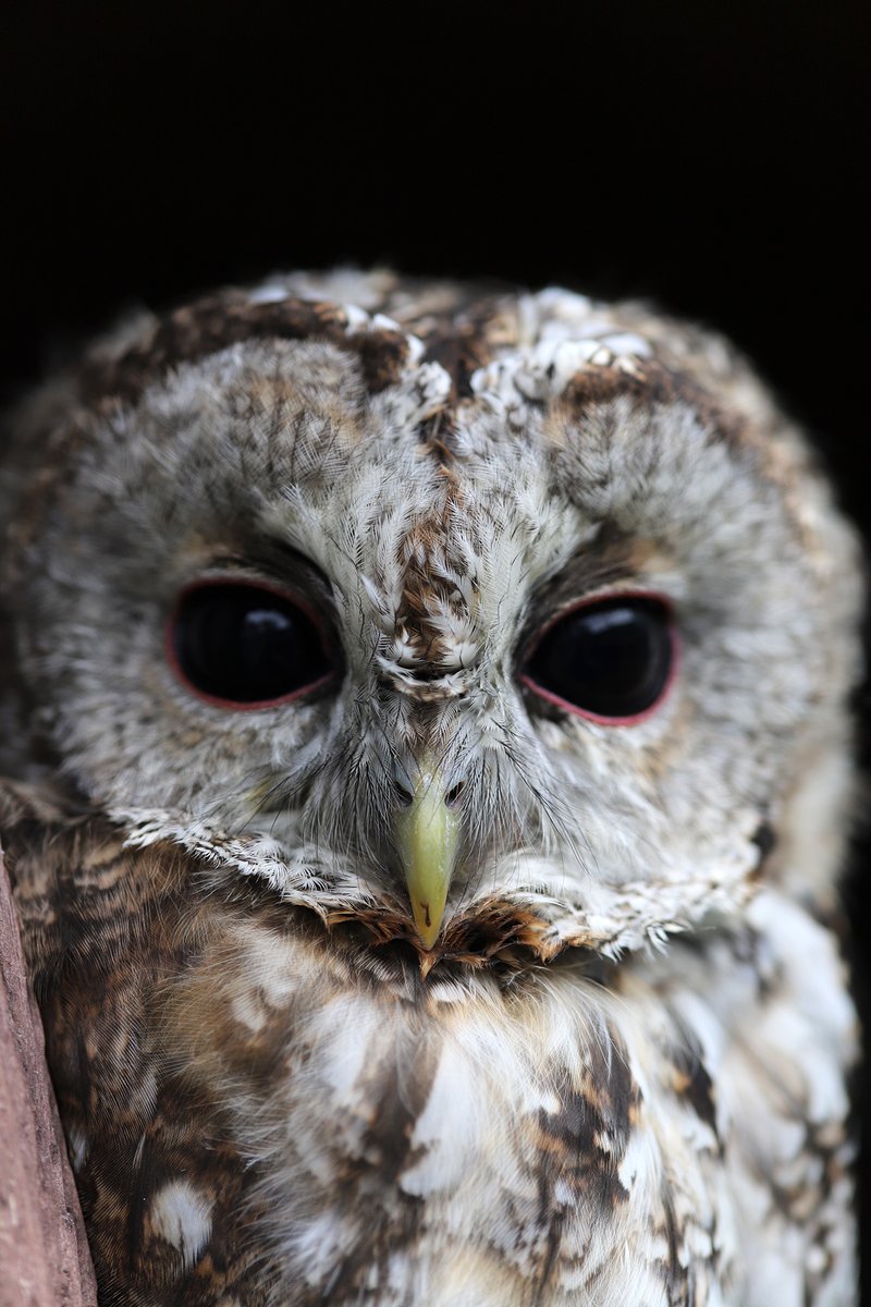 Tylobe's tweet photo. Chouette hulotte - Tawny Owl - Strix aluco 🦉 #Bird #Oiseau #Owl #Chouette #Creaves #WildLifeRescue https://t.co/j3VgvKdH6B