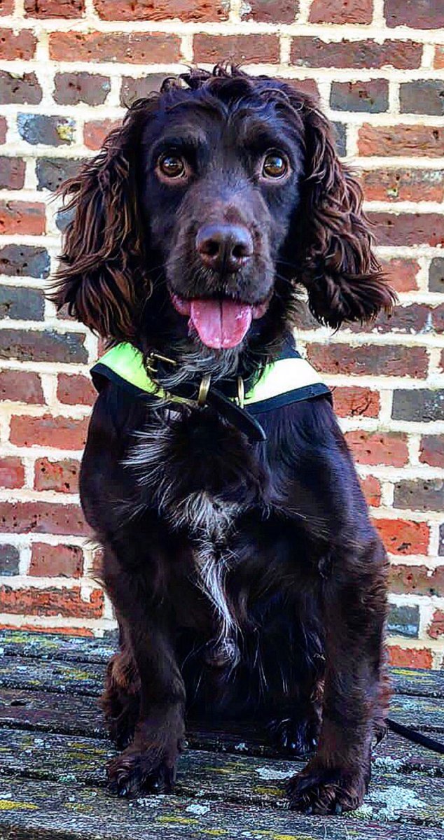🐾PD Chip🐾 Two males run off from @TVP_Reading officers. Chip was called in to locate items potentially discarded and located a large amount of class A drugs. Two suspects arrested on suspicion of supplying controlled drugs. #thenoseknows #policedog #disruption @ThamesVP