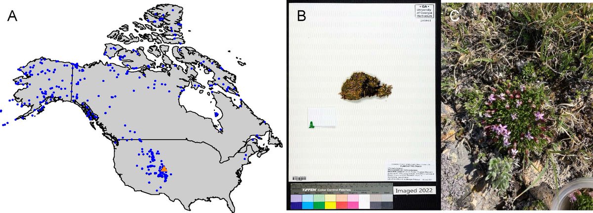 mazettlemoyer's tweet image. And visit @jillwilson2022 's poster (#83 in the Ecology section) to learn about how #scale and #climateresolution affects phenology across a species' #range #herbaria @socherbcurators