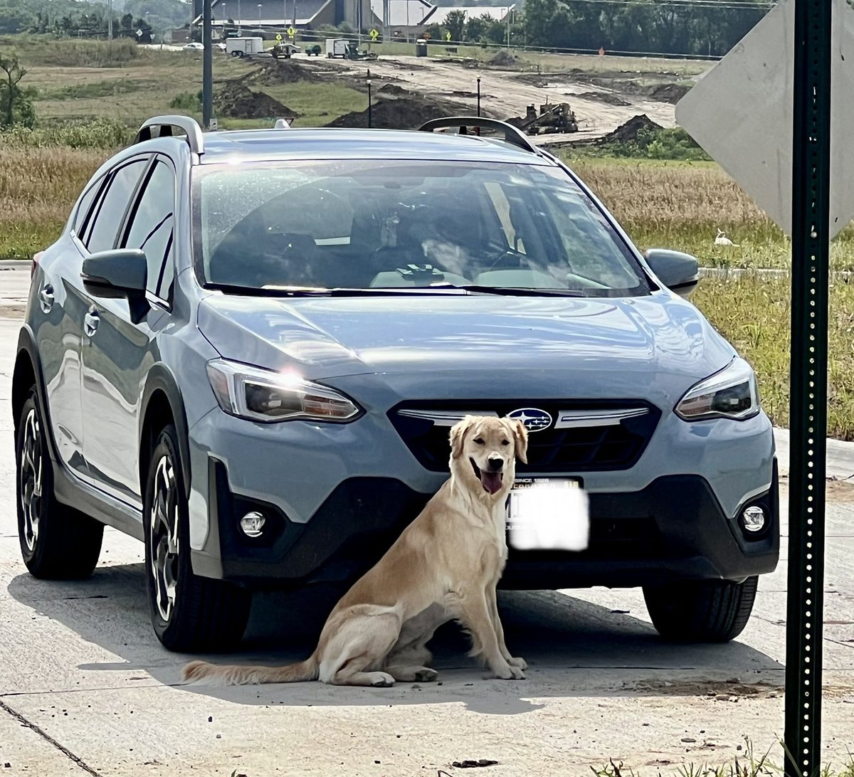 JenniferHrdy's tweet photo. Summerella would make the perfect @subaru_usa dog, don’t you think?? #crosstrek #dogtested #dogapproved https://t.co/rflt9JfpKY