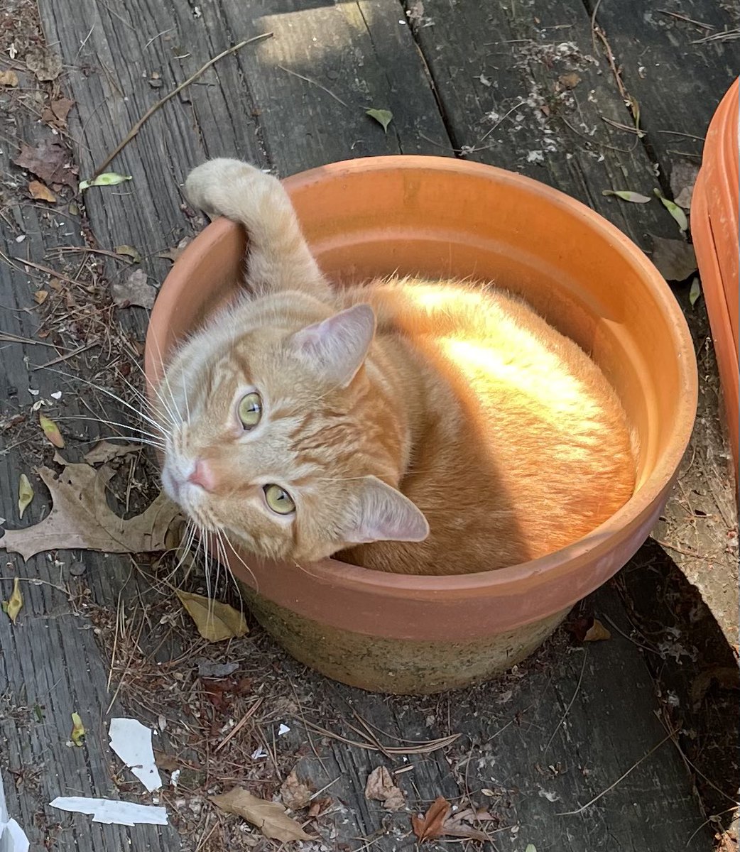 PSMHopkins's tweet photo. Bloom where you’re planted. #softboysummer #handsomecharlie https://t.co/jtkfUKrBSH