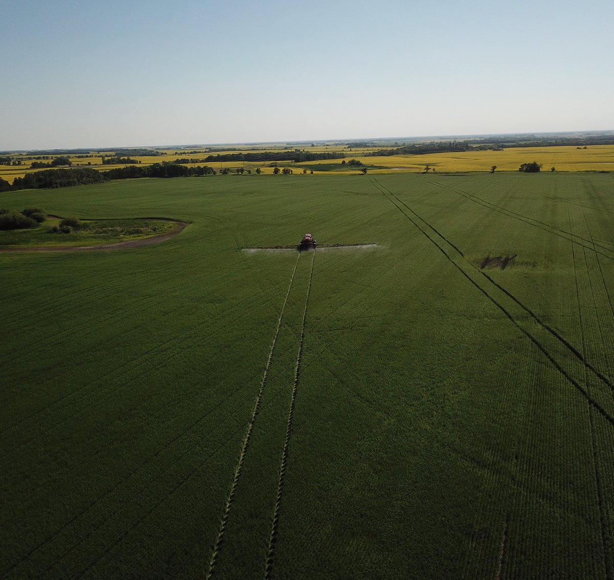MarseuGordon's tweet image. Wedding site is coming together, but needed a break to get this Starbuck sprayed! @js_seeds @syngentacanada #fieldperformance