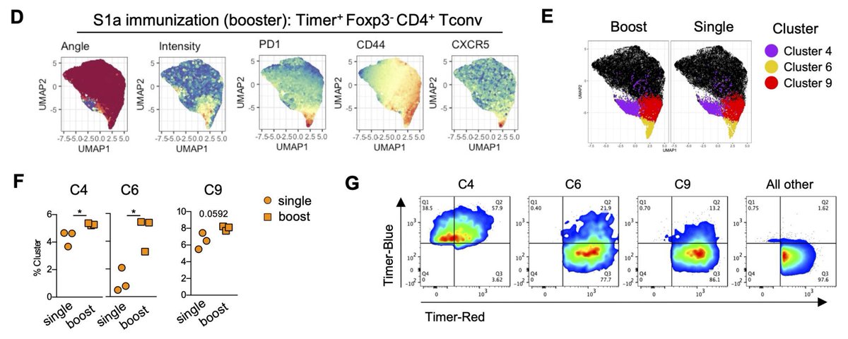 Another Tocky paper from our lab is out in bioRxiv for T cell response to Spike vaccine #SARSCoV2 
Using Tocky models, we revealed temporal changes of  spike-reactive T cells and their differentiation in vivo upon immunisation.
biorxiv.org/content/10.110…
#Tfh #Treg #Tocky #COVID19