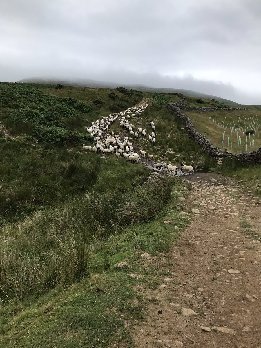 Sheep back to fell