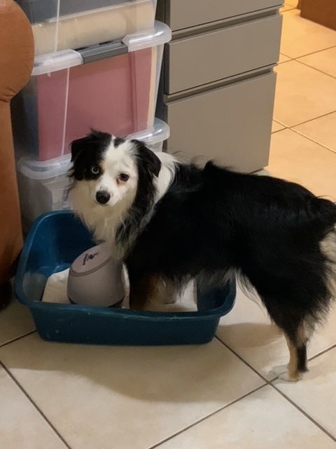 PupPod's tweet image. One of our paw-some customers, Cara, spoke to us about how she and her Australian Shepherd, Evie, are getting along with #PupPod...  

Cara wanted a brain training toy that would take Evie longer to solve than the others she found – enter PupPod! 

Now Evie can’t get enough...🐾