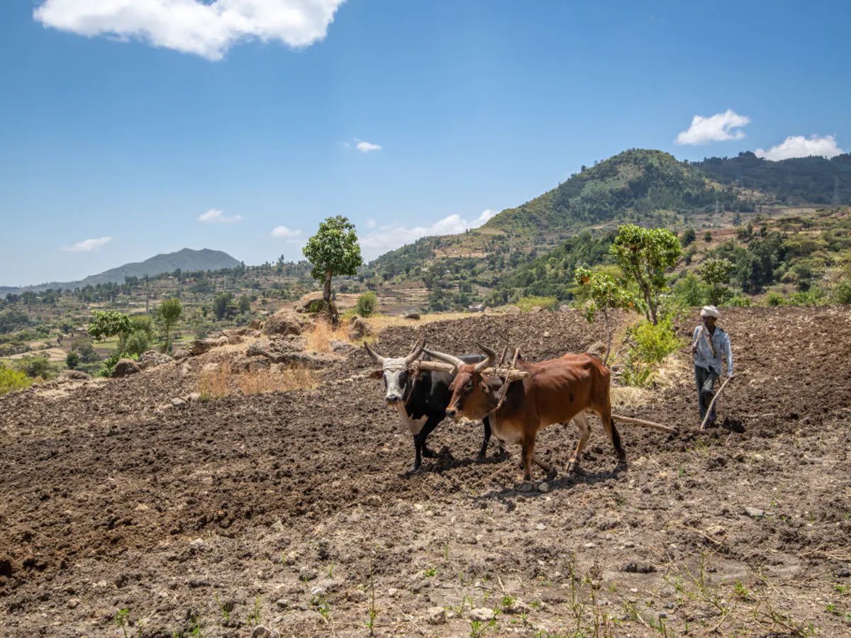 PrimeMediaPM's tweet photo. In cooperation with the Government of #Ethiopia the Food and Agriculture Organization of the United Nations (FAO) sent the first shipment of 262 tonnes of fertilizer to #Tigray region. #PrimeMedia #VoiceofReason https://t.co/EGnixQkVlo