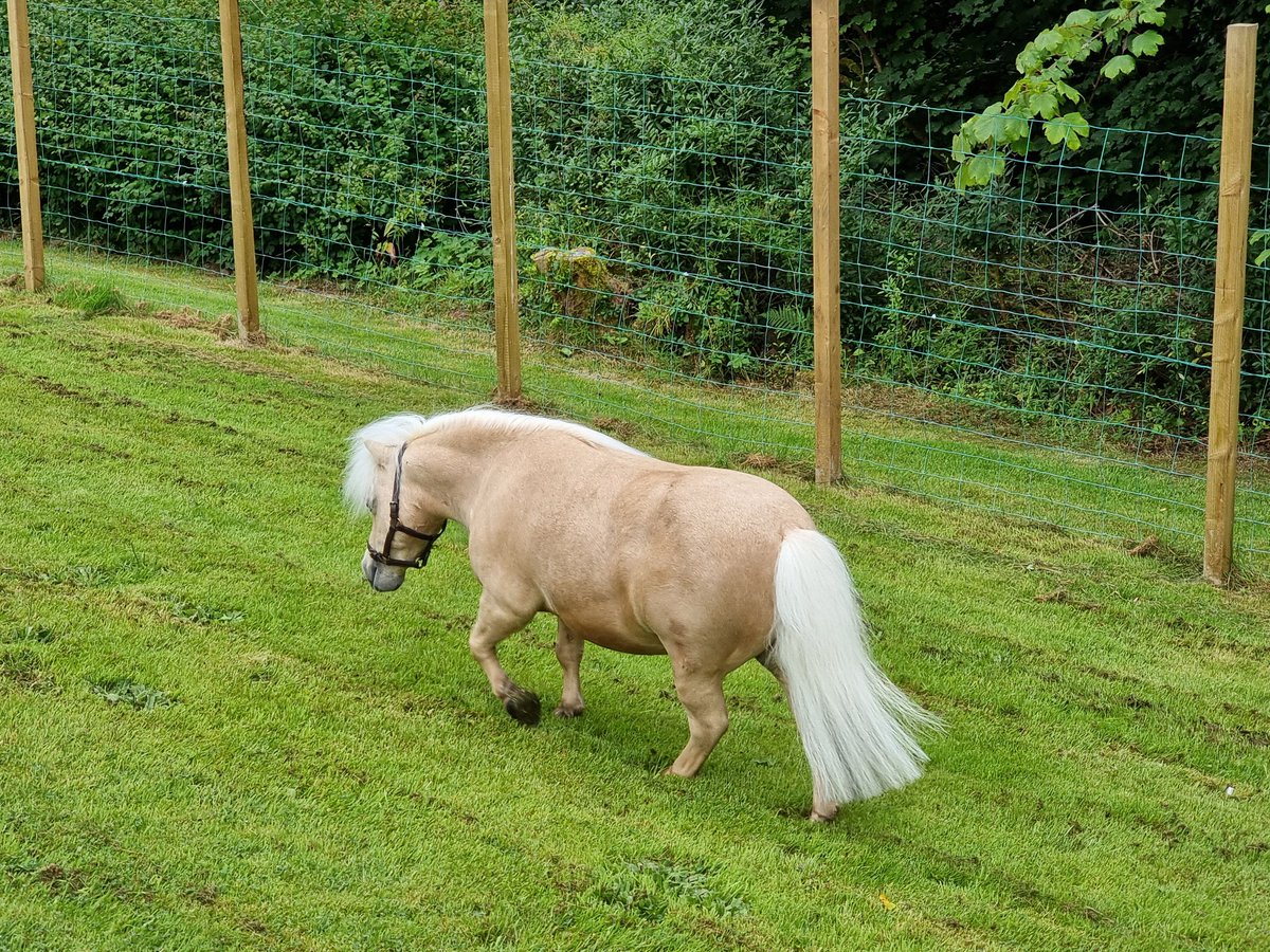 Calderglenhouse's tweet photo. Open Day in progress at Calderglen House today. Demos of Animal care, Gym, Yoga, OT, CBT, Woodwork and Fishing. Thanks to current and ex residents and staff for making day run smoothly! Thanks to ADPs and Prison Service for attending. https://t.co/jef4v0zu9Q