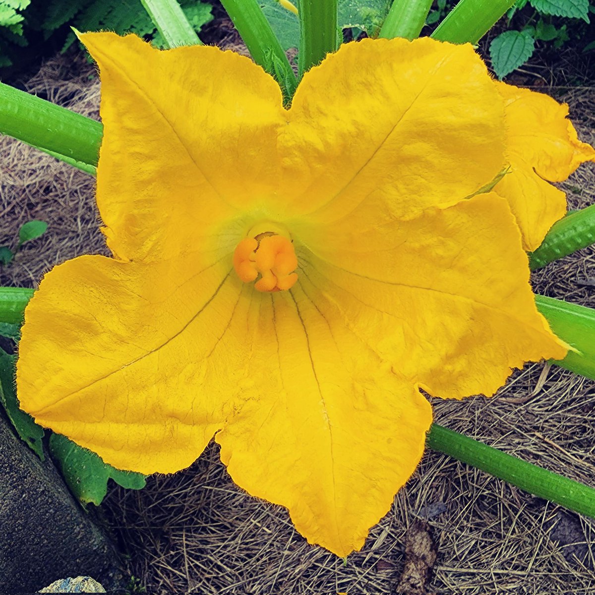 Hideaway Homestead, LLC tweet media