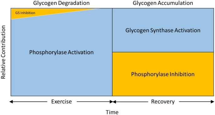 'Start the week with the latest #100YearsofExercisePhysiology paper:

“Key concepts in regulation of glycogen metabolism in skeletal muscle”. By Abram Katz @GIH- The Swedish school of sport and health sciences

#openaccess  #muscle 

rdcu.be/cSbRZ