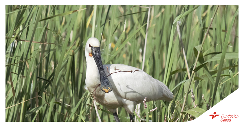 MoeveGlobal's tweet photo. ¡Un nuevo hito en #biodiversidad! La espátula (un ave amenazada) regresa a la Laguna Primera de Palos (Huelva) tras 60 años. #FundaciónCepsa restaura y protege este humedal. @lavanguardia