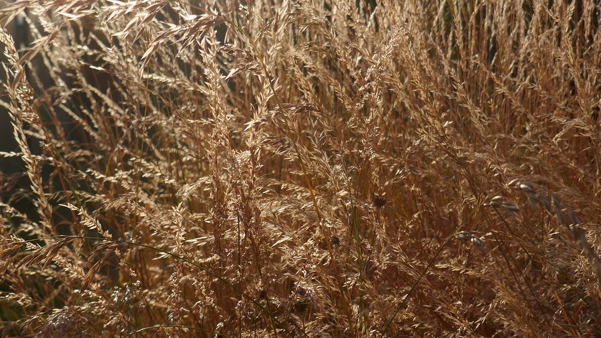 flofflach's tweet photo. catching light
#light #golau #grass #glaswellt #ceredigion https://t.co/bLdGKAzQwv