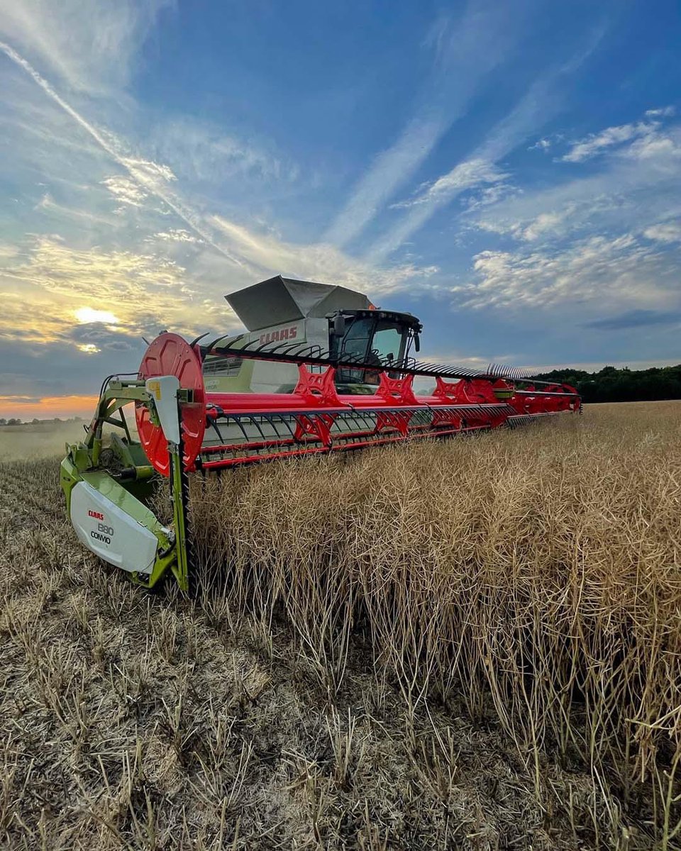 CLAAS_UK's tweet photo. The sky's the limit. The LEXION 8900 in oil seed rape at Trumpington Farm Company in Cambridgeshire. #lexionpower https://t.co/xUNZ7UbVDO