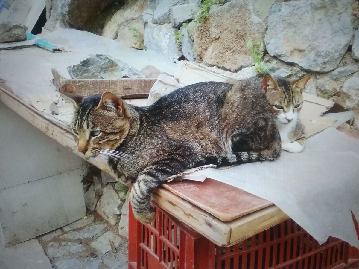 Meldawson6's tweet photo. ..can't wait to travel againπ..there have been so many obstacles? Looking at pics of 2018 trip to Morocco..cats of the blue city, no wildlife in sight! #Chefchaouen π #CatsOfTwitter #CatsOfMorocco #Travel #Photography https://t.co/puXCNMiJzE