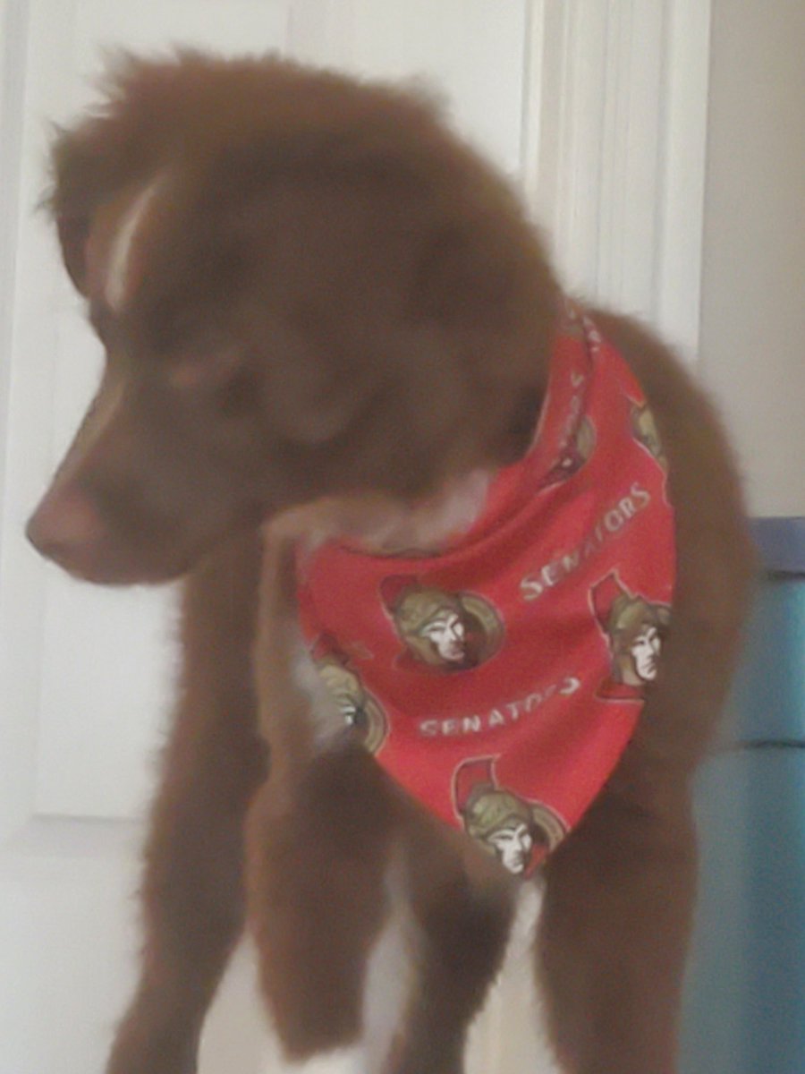 IntopiaSim's tweet photo. Intopia support puppy should be in the atrium at 215pm https://t.co/OWdC9DnHmI