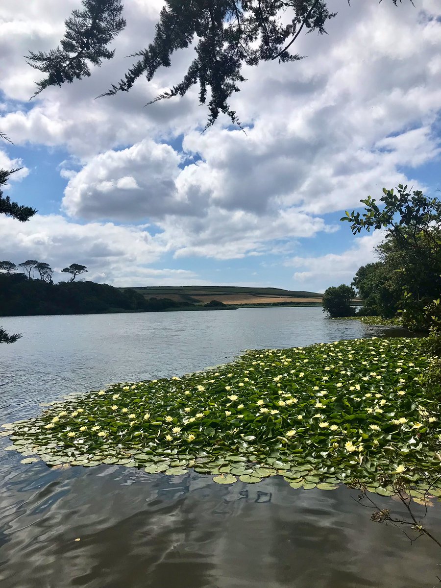 I’m not always in the pub on holiday 😬 A walk around the Penrose Estate this morning 💙

#Cornwall #nationaltrust