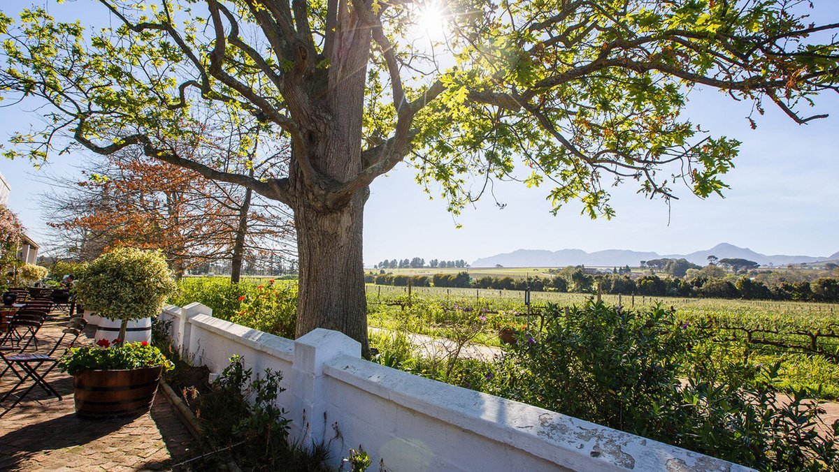 Ken Forrester Vineyards is located along “the golden triangle” of Stellenbosch, this prime land just minutes from the Atlantic Ocean was first planted in 1692 - 330 years ago! #kenforrester #history #oldvine #chenin #syrah #grenache #merlot #cabfranc #wine