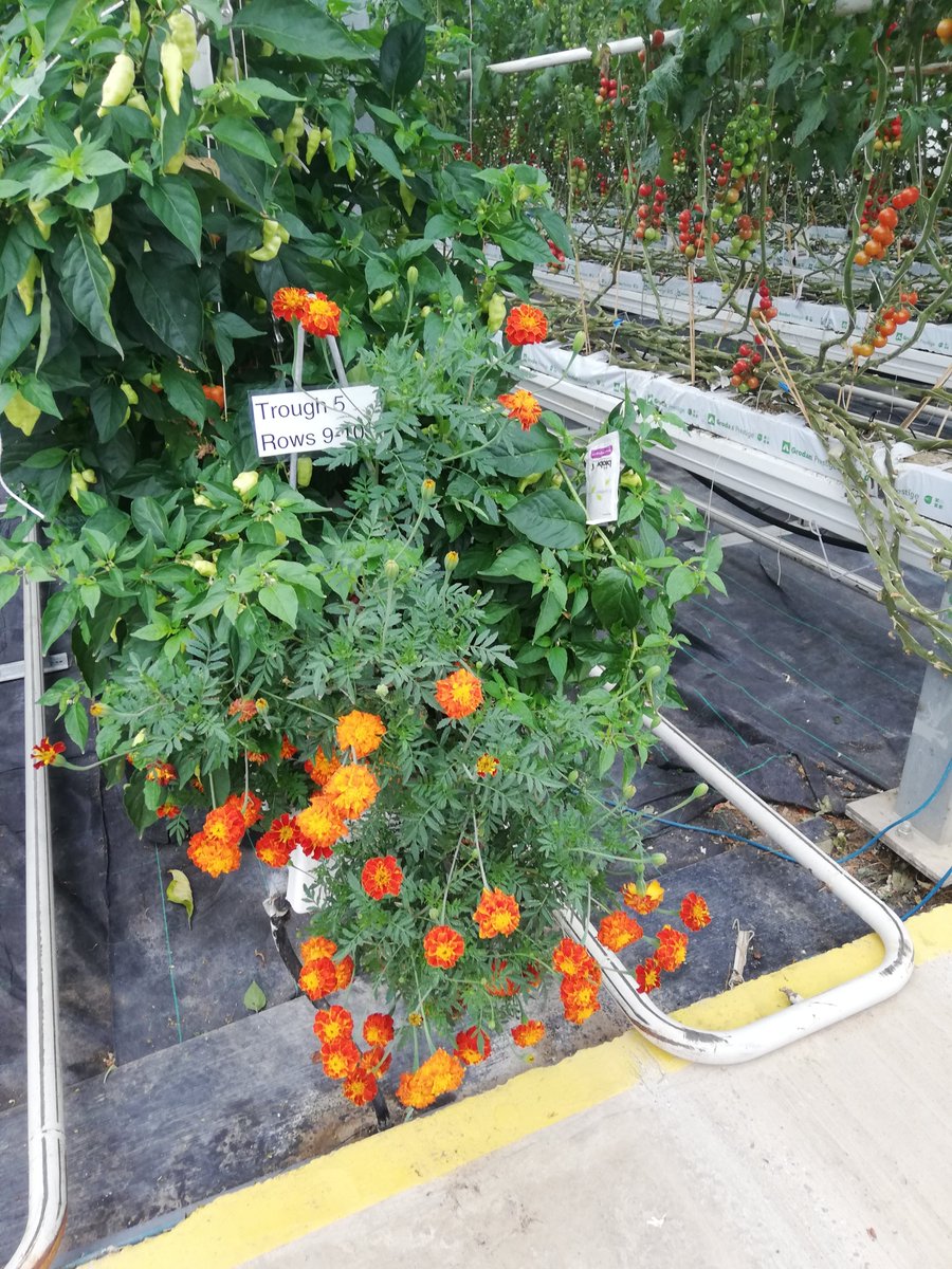 Warwick Crop Centre tweet media