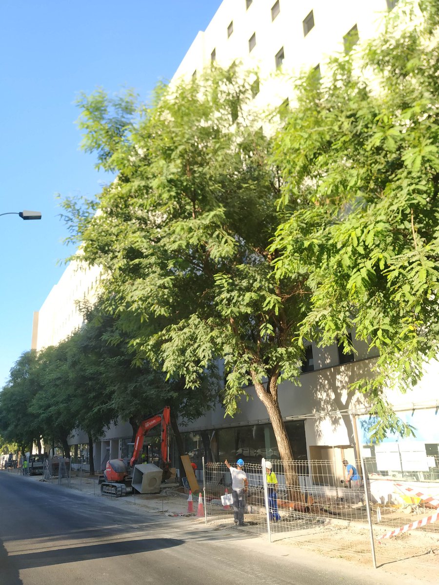 salvatusarboles's tweet photo. Y ya todo es cemento como el alma de algunos.

Ya la savia derramada, el sueño del arboricida hecho realidad una vez más.

Y dirán sostenible y no sentirán vergüenza.

¿Aquí no hay foto @antoniomunozsev? https://t.co/KocsvJgsJw