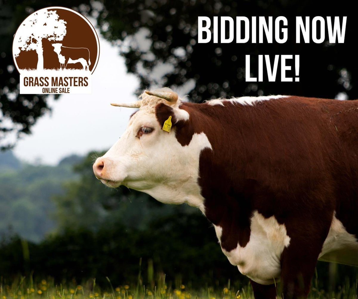 patlynn78's tweet image. Should I treat myself to another Traditional Hereford? It is my birthday after all 😀 #grassmasters