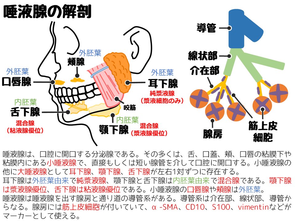 どっと.ゼブラ臨床検査技師&細胞検査士 on Twitter