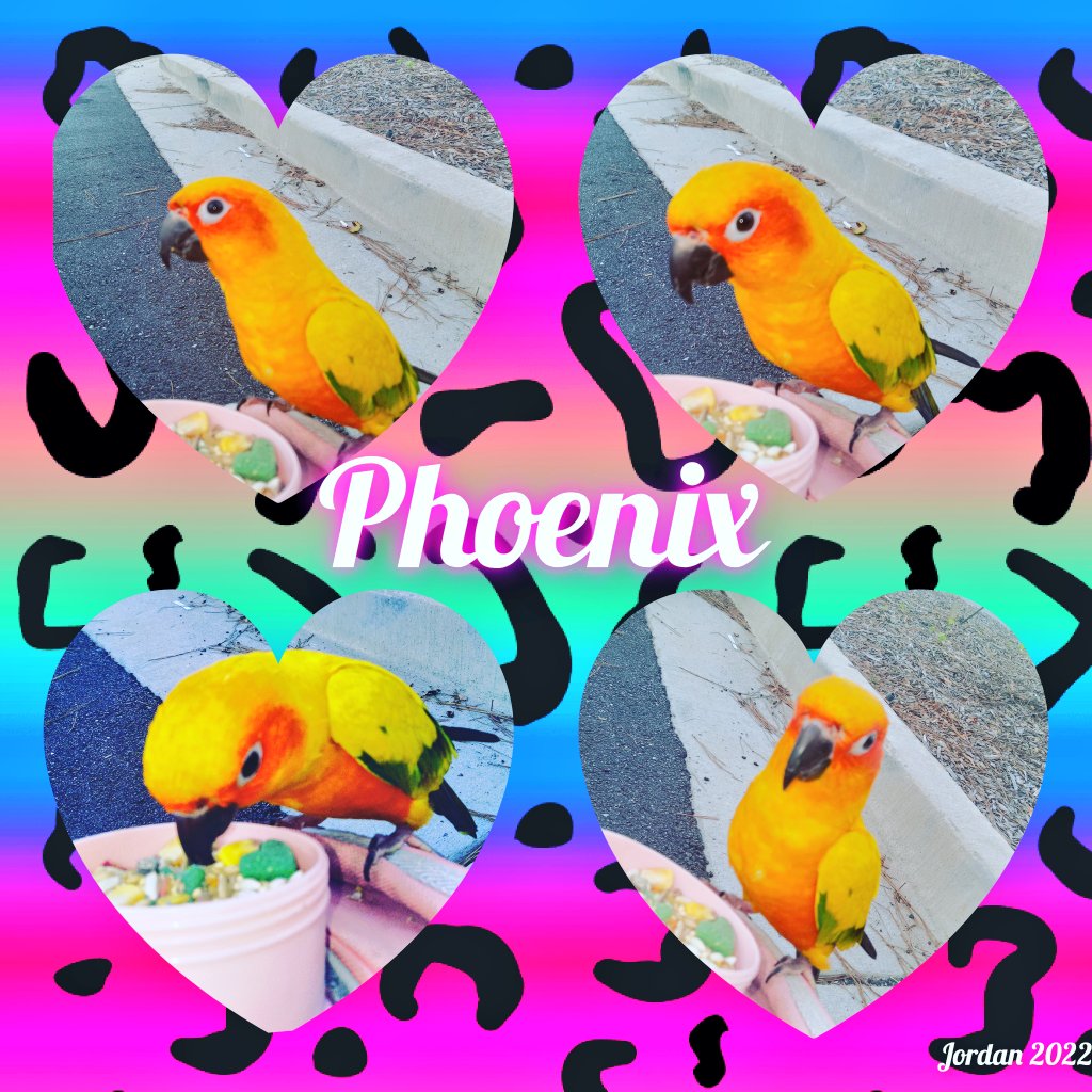pearlsofphoenix's tweet photo. 💜🌿🌸🌻🌷Phoenix here everyone, just wanted to say I hope everybody has yourself a awesome joyful weekend & many many many positive feather blessings sent your way!!!!!
🥰🦜🦋🌸🌎🏝🌺🐦🥀#conuresoftwitter #weekendmotivation 🌿🎀🌼 https://t.co/pYGr2ETajQ