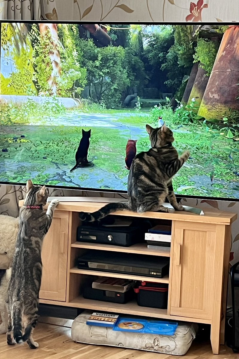 CosmoDjangoIndy's tweet photo. We wants to make new fwends with the cats in the tv. #Stray #CatsOfTwitter #catsofinstagram #cats https://t.co/H06QkmczaB