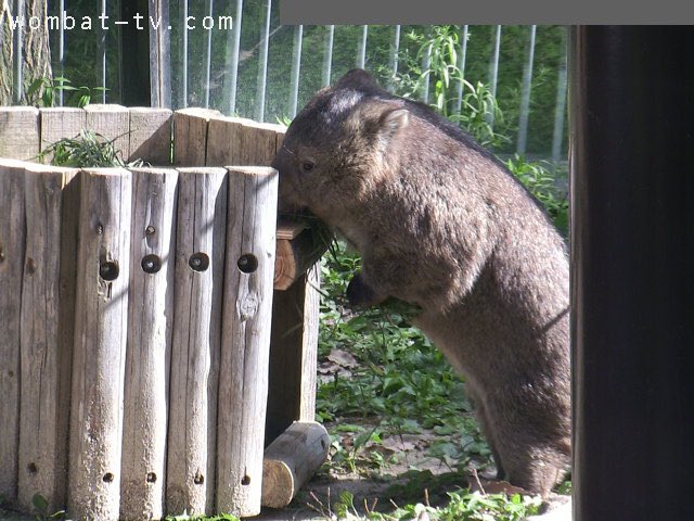 lucywombat5's tweet photo. お腹シュッとしてるでしょ〜。
#wombattv     #ウォンバット https://t.co/tmmFrtbcAG