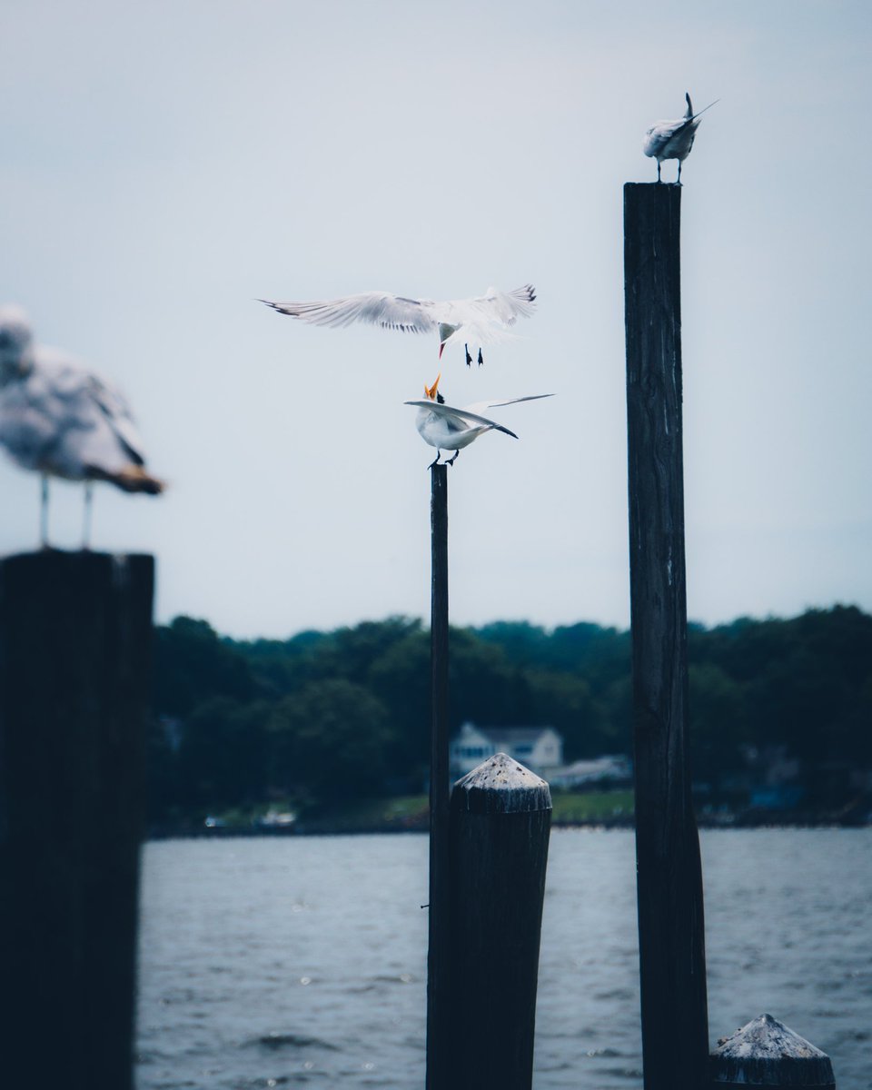 CraftyPhotos's tweet photo. Well shoot! Haven’t been here for a hot minute! Have some seagulls! https://t.co/fgRefFPDka