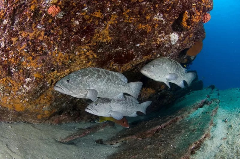 Looking for ocean content in #Spanish? We are starting to translate some of our articles and hope you find it helpful! 

¿Buscas contenido marino en #español? ¡Estamos comenzando a traducir algunos de nuestros artículos y esperamos que les resulte útil!

ow.ly/Xuou50JPTtF