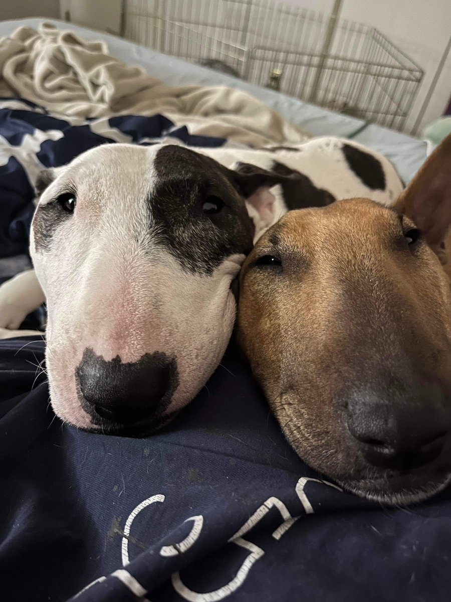 AugustusTheMini tweet media