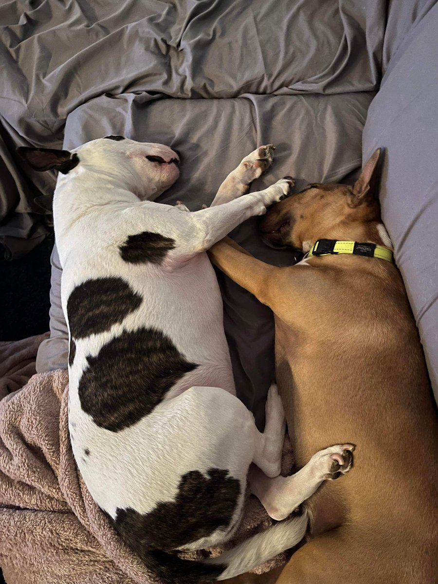 AugustusTheMini tweet media