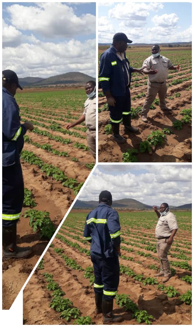 Visit to Victory Farm (Engineer  Chakwanda) in Mhangura where farmer has done 11ha of potatoes using ZFC 6.24.20 as a Basal Fertilizer #HelpingYouGetaBetter
