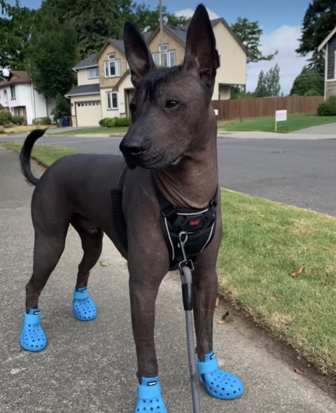 I bought my dog some Crocs', dog