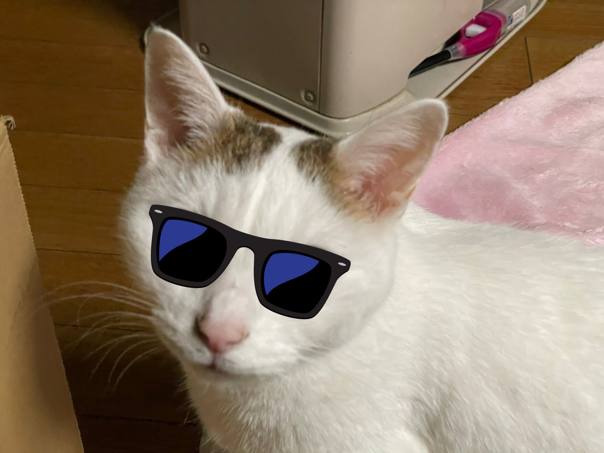 カンナヅキ 自分のアイコンにサングラスをかけてみよう見た人もやってみよう T Co Dzlkwkinzz Twitter