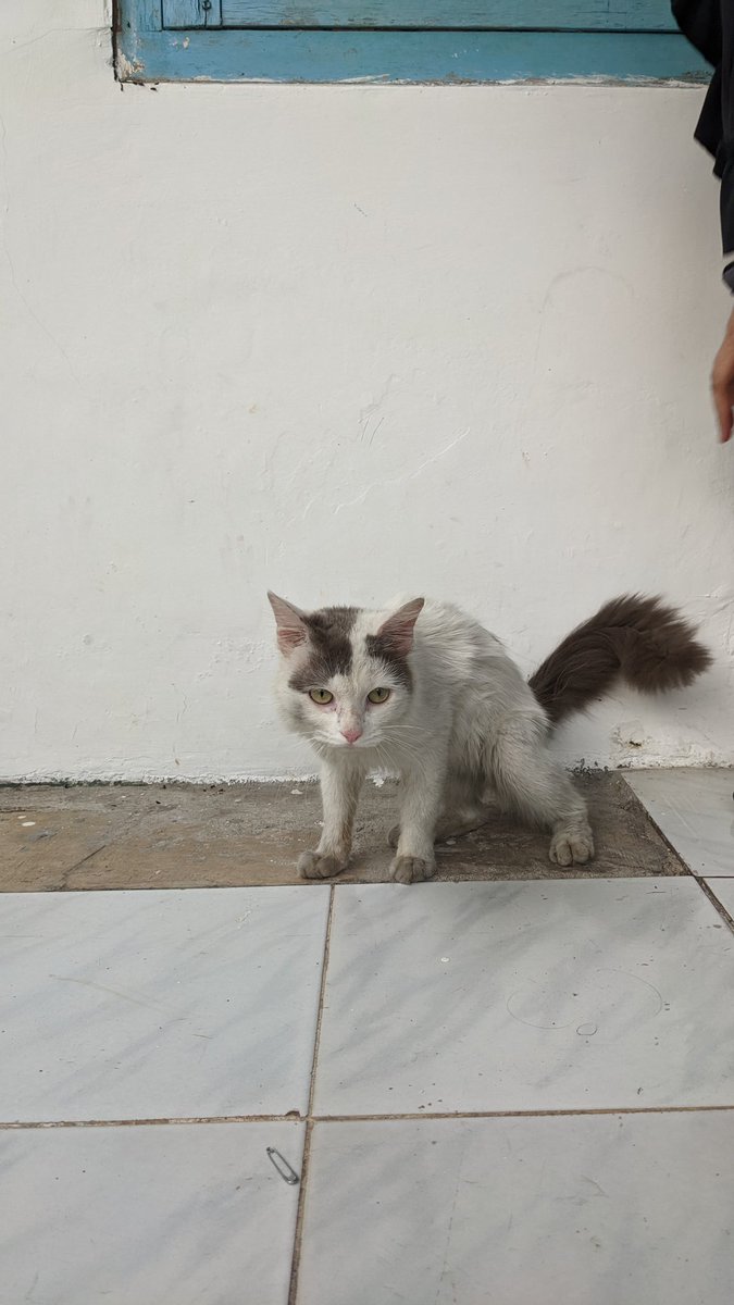 siapamaukuwe's tweet photo. Open adopt, stray cat yang suka dtg ke rumah
Ga tega, udah 2-3 mingguan dtg terus karena lagi birahi
Kirain ada yang punya, ternyata makin hari makin ga keurus 😭

Jantan ♂️, usia mungkin sekitar 1 tahun
Domisili kota Tangerang

Syarat:
- PRO VAKSIN
- PRO STERIL https://t.co/dBqXBPb5Xs