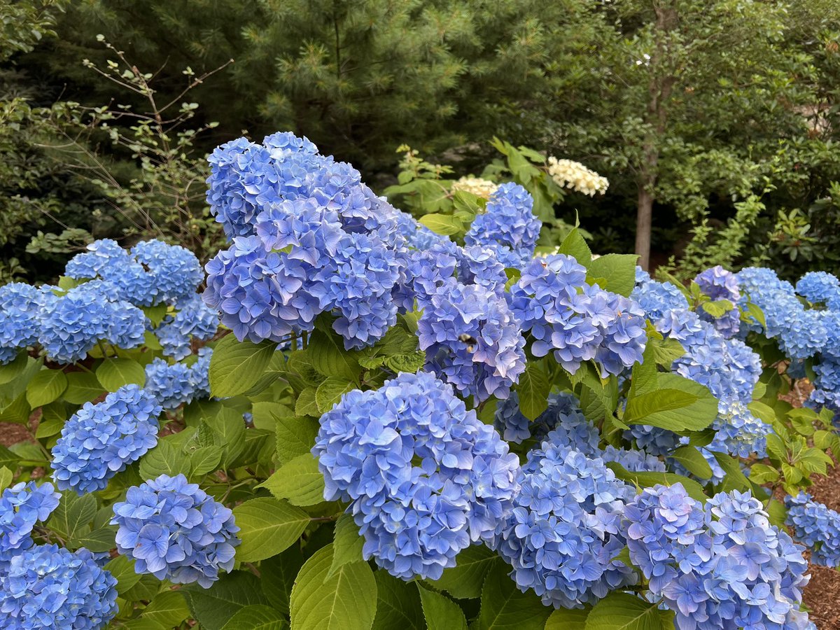 #FlowersonFriday The hydrangea are spectacular in #FalmouthMa hope your weekend is off to a spectacular start! @flowersonfriday @FopianoJoy @christinedemar @Celiawood18 @katefromcambs @d0m4j1p5 @Ellis50693317
