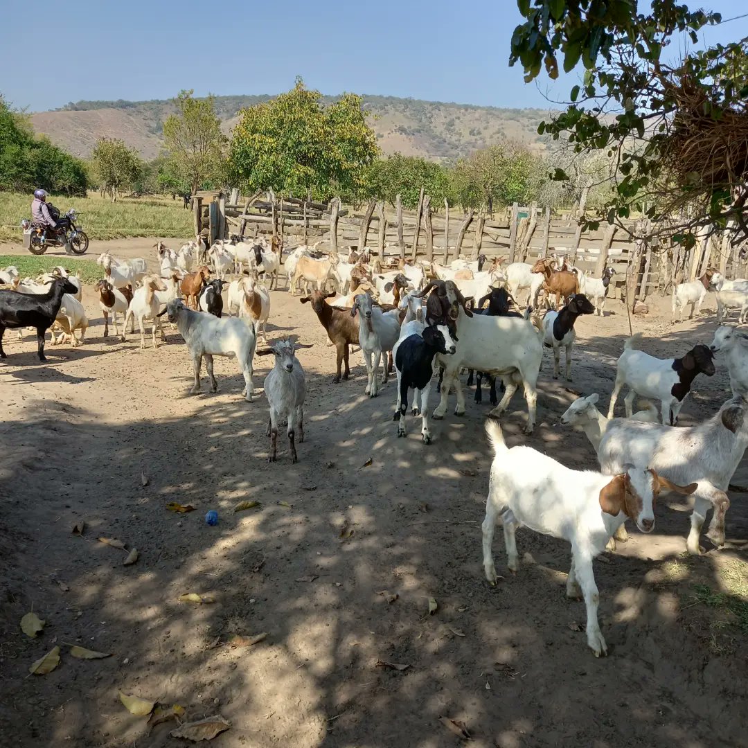 SkvFarm's tweet image. We had no choice to choose from the other options due to the fact that we seeds of what you see #obubinginobuliisa