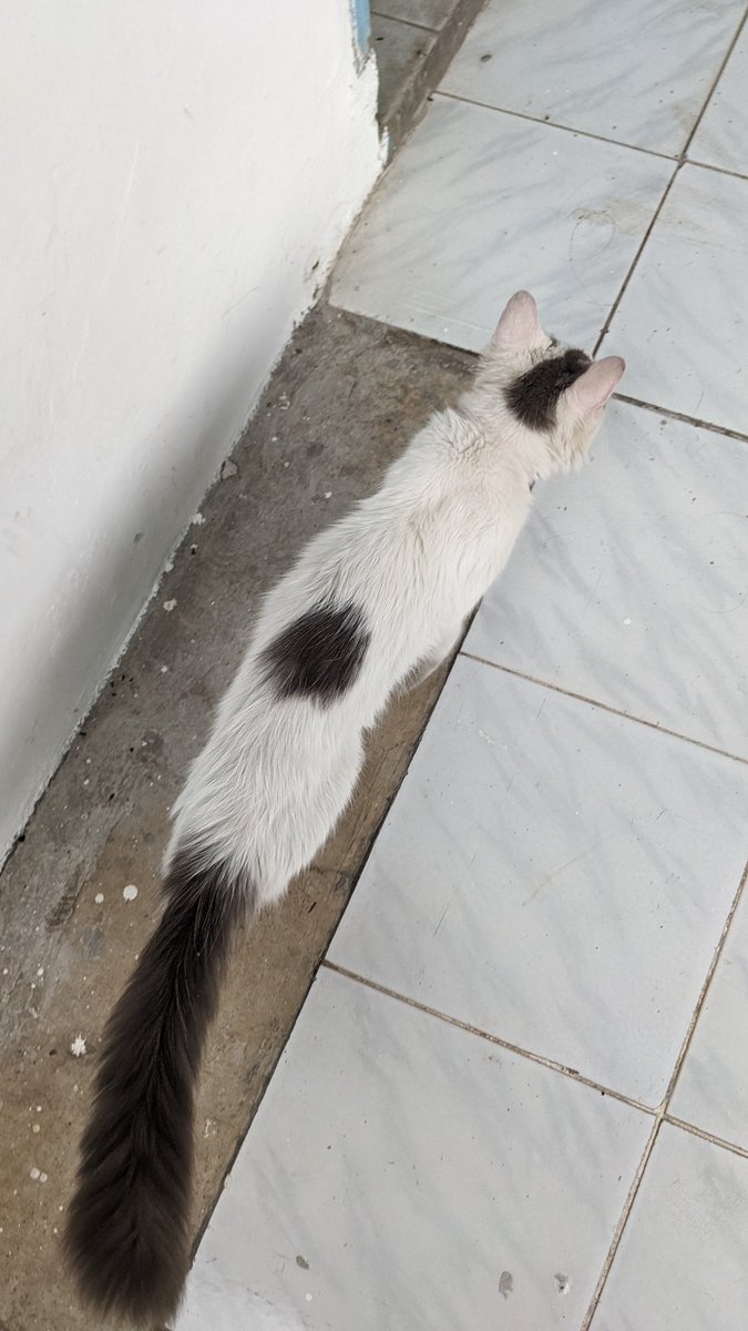 siapamaukuwe's tweet photo. Open adopt, stray cat yang suka dtg ke rumah
Ga tega, udah 2-3 mingguan dtg terus karena lagi birahi
Kirain ada yang punya, ternyata makin hari makin ga keurus 😭

Jantan ♂️, usia mungkin sekitar 1 tahun
Domisili kota Tangerang

Syarat:
- PRO VAKSIN
- PRO STERIL https://t.co/dBqXBPb5Xs