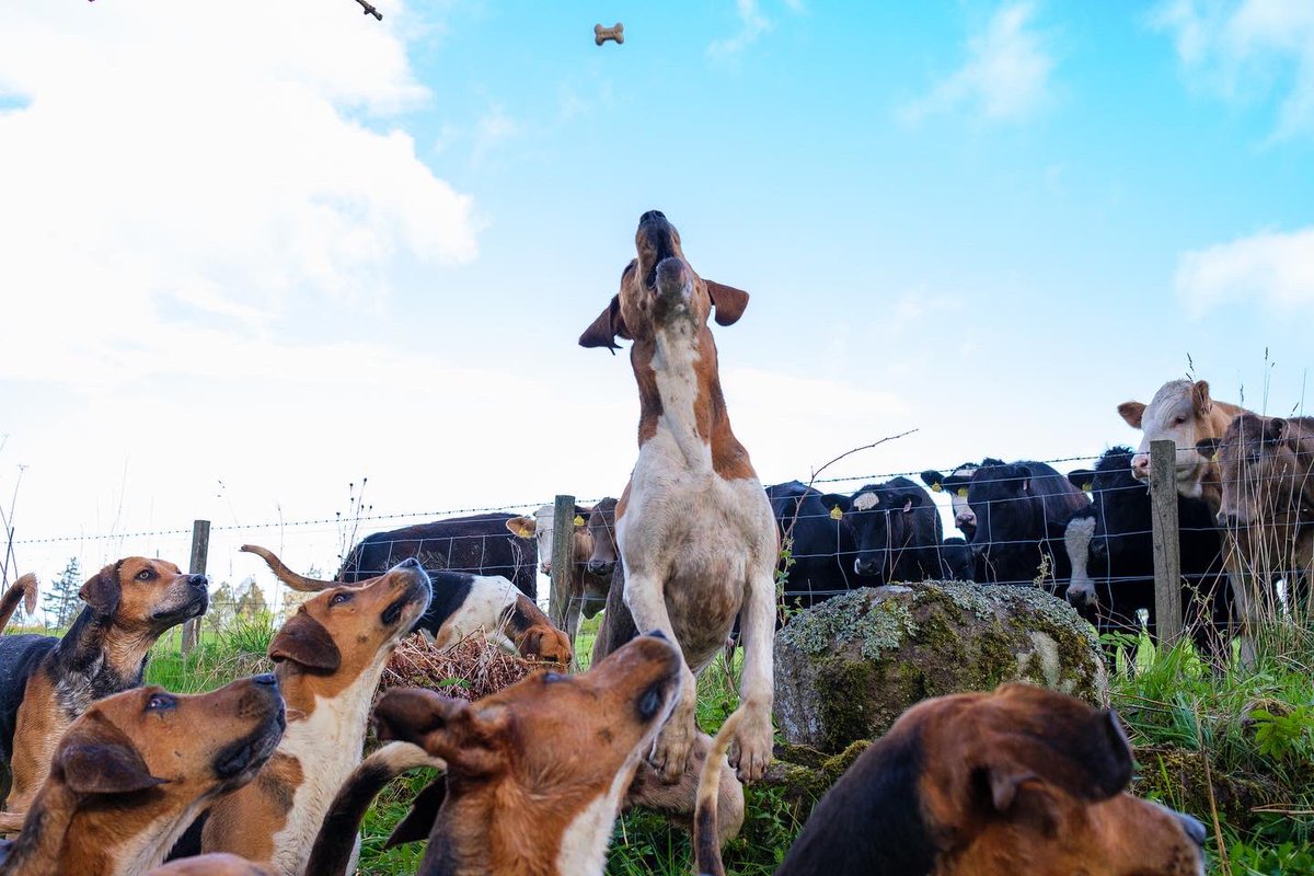 lurcherwork's tweet photo. #foxhounds #houndexercise #keephunting #hounds #englishfoxhound https://t.co/MYjenAjHl3