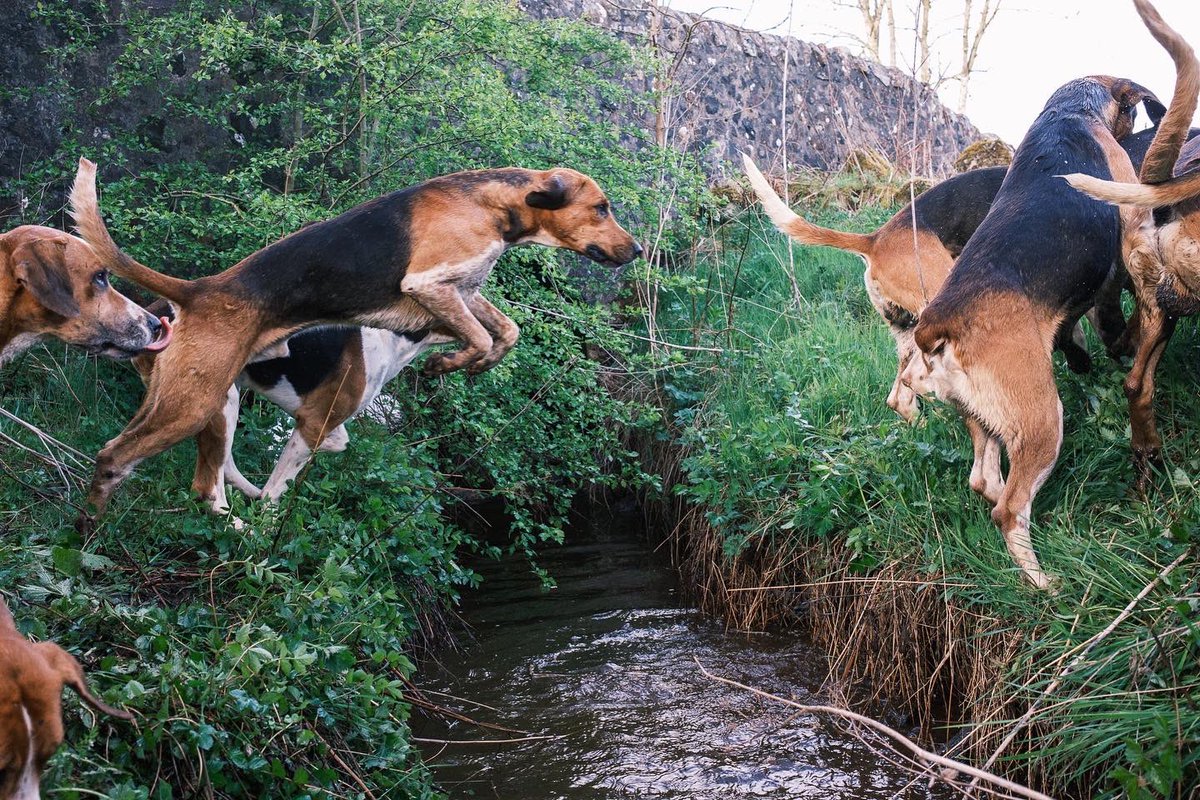 lurcherwork's tweet photo. #foxhounds #houndexercise #keephunting #hounds #englishfoxhound https://t.co/MYjenAjHl3